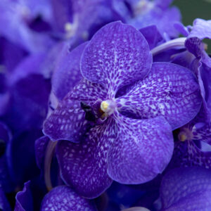 Orchidea indaco