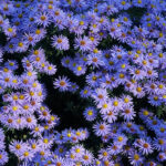 Aster con fiori viola