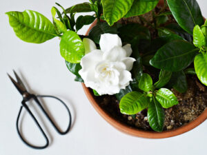 Piante da interno: Gardenia